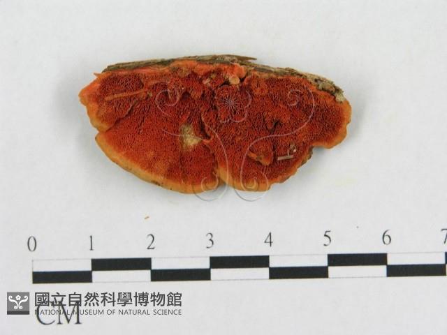 血紅密孔菌藏品圖，第1張
