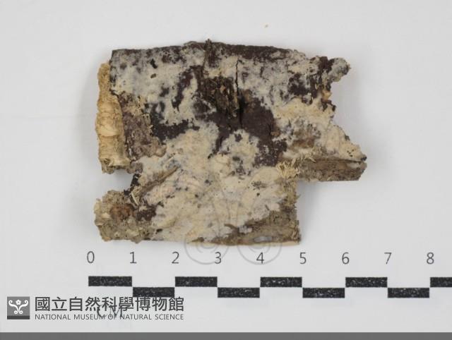 顯絲菌屬藏品圖，第1張