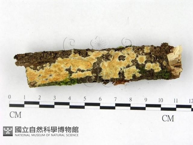 射脈菌屬藏品圖，第1張