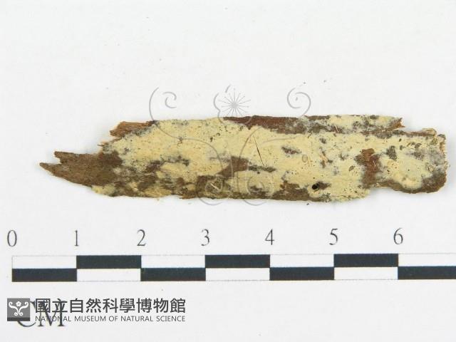 登錄號:F0012763藏品圖，第1張