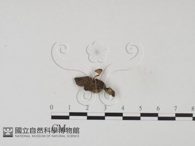 登錄號:F0007763藏品圖，第1張