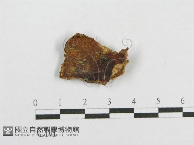 登錄號:F0017763藏品圖，第1張