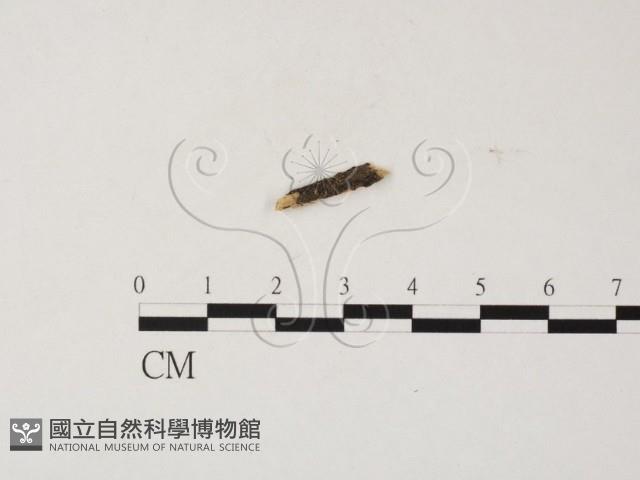 登錄號:F0025763藏品圖，第1張