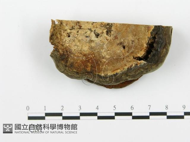 Accession Number:F0005763 Collection Image, Figure 1, Total 5 Figures