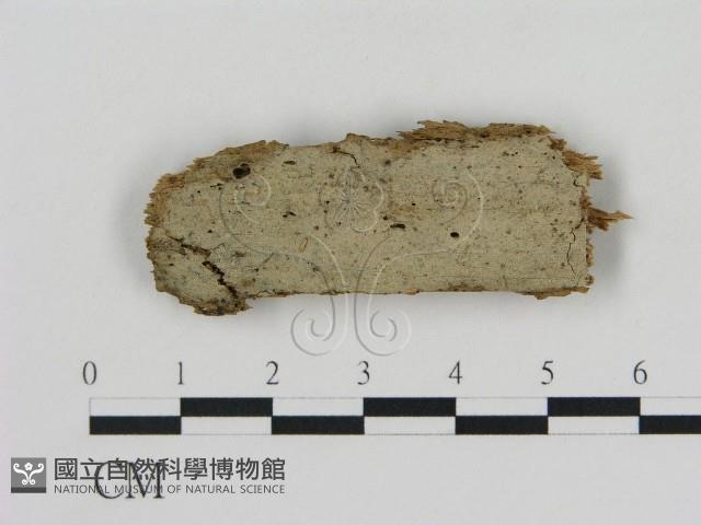 登錄號:F0015763藏品圖，第1張