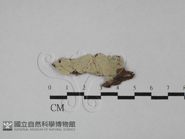 登錄號:F0023763藏品圖，第1張