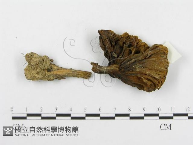 登錄號:F0003763藏品圖，第1張