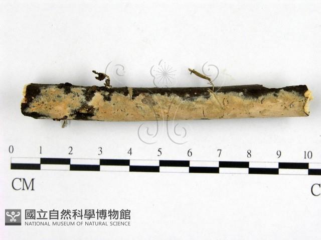 登錄號:F0013763藏品圖，第1張
