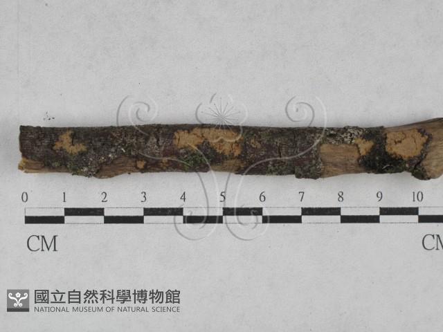 刺革菌屬藏品圖，第1張