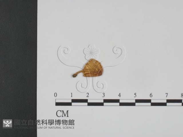 登錄號:F0008563藏品圖，第1張