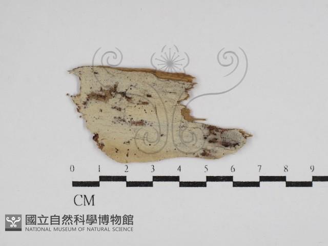 絲皮菌屬藏品圖，第1張