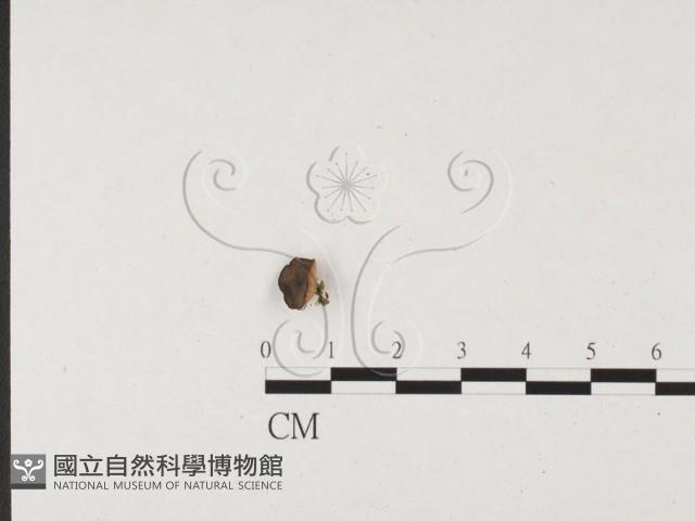 登錄號:F0026563藏品圖，第1張