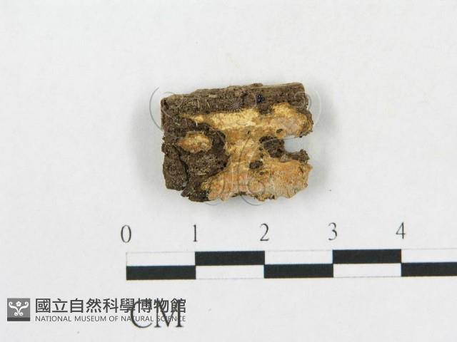 登錄號:F0006563藏品圖，第1張