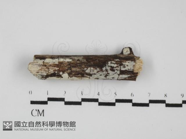 登錄號:F0031563藏品圖，第1張
