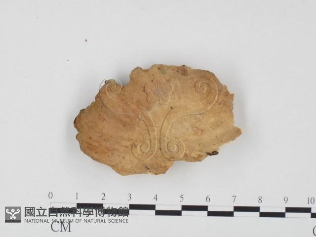 登錄號:F0024563藏品圖，第1張