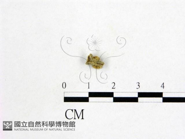 登錄號:F0004563藏品圖，第1張