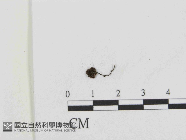 登錄號:F0014563藏品圖，第1張