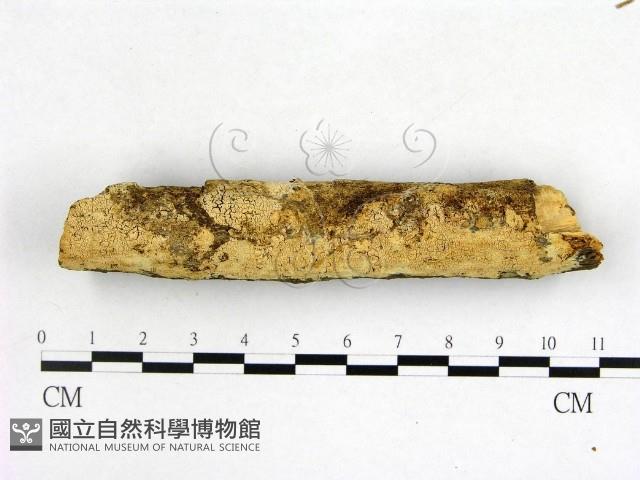 絲齒菌屬藏品圖，第1張