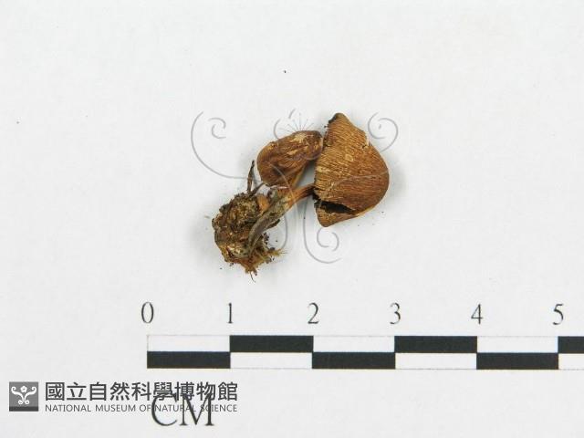 登錄號:F0012563藏品圖，第1張