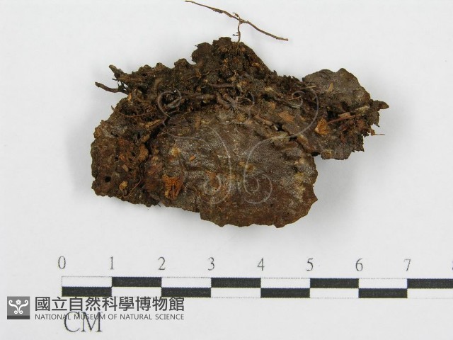 登錄號:F0007563藏品圖，第1張