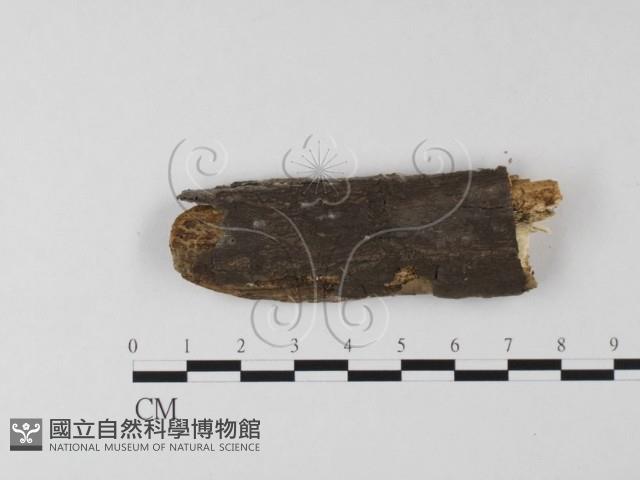 登錄號:F0025563藏品圖，第1張