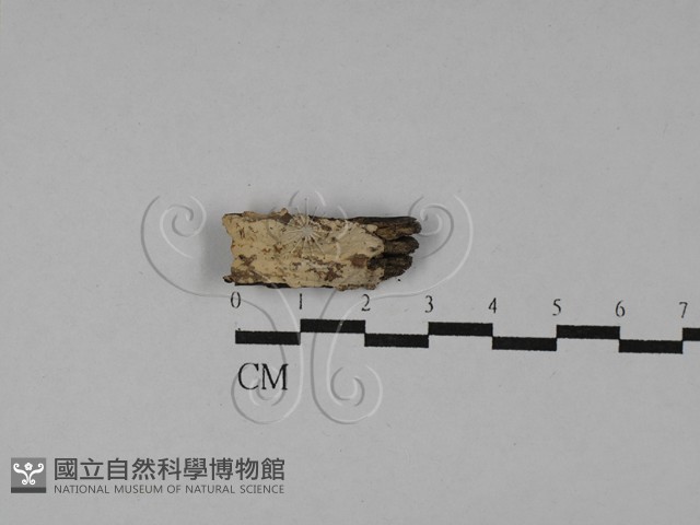 登錄號:F0029563藏品圖，第1張
