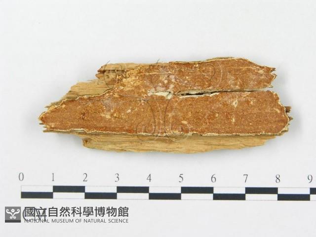 登錄號:F0009563藏品圖，第1張