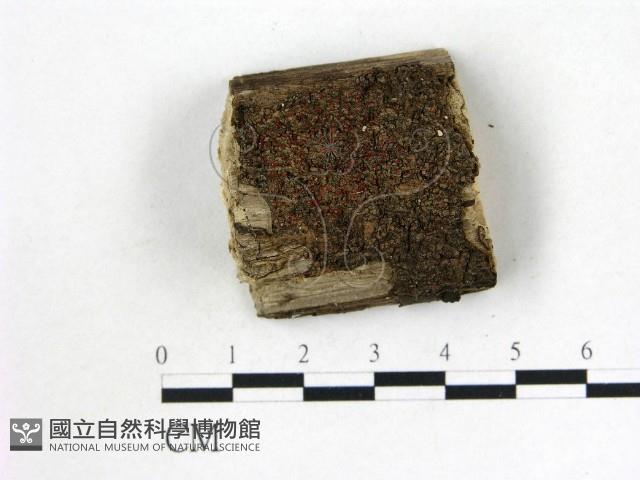 登錄號:F0019563藏品圖，第1張