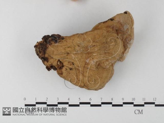 登錄號:F0023563藏品圖，第1張
