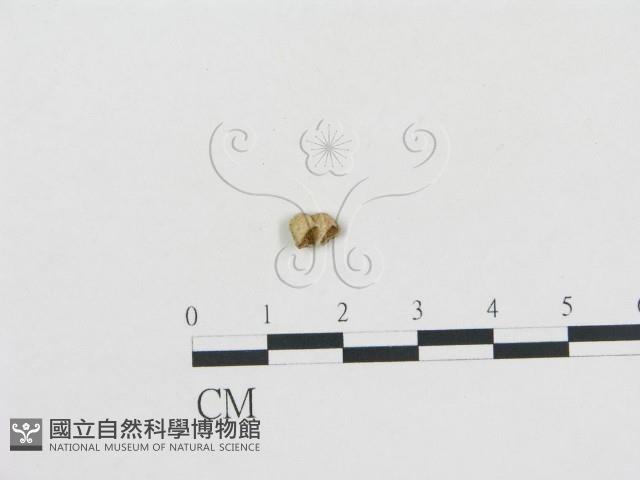 黑蛋巢菌屬藏品圖，第1張