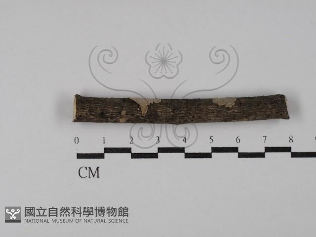 登錄號:F0028163藏品圖，第1張