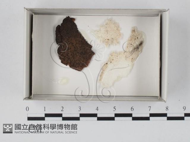 登錄號:F0018163藏品圖，第1張