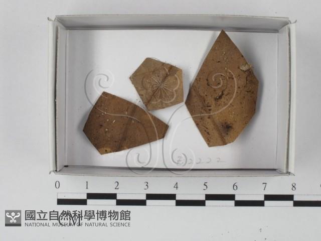 登錄號:F0021163藏品圖，第1張