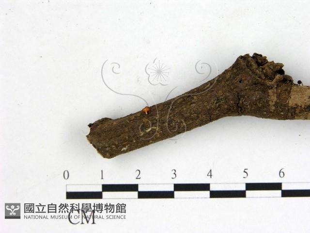 登錄號:F0001163藏品圖，第1張