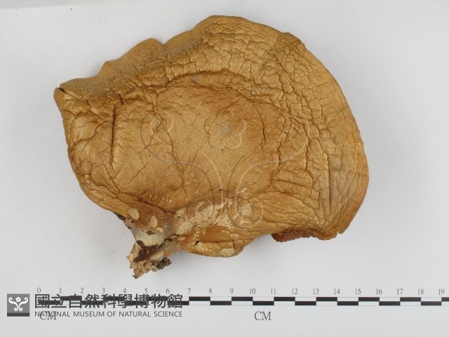 登錄號:F0024163藏品圖，第1張
