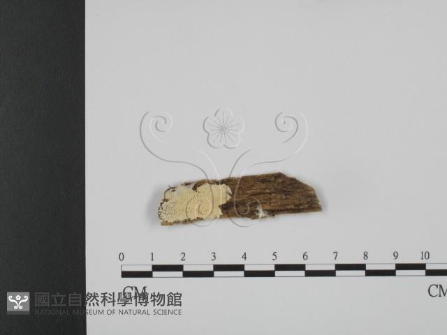 登錄號:F0014163藏品圖，第1張
