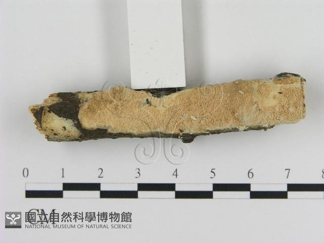 登錄號:F0012163藏品圖，第1張