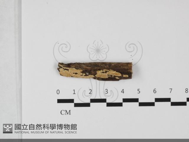 登錄號:F0032163藏品圖，第1張