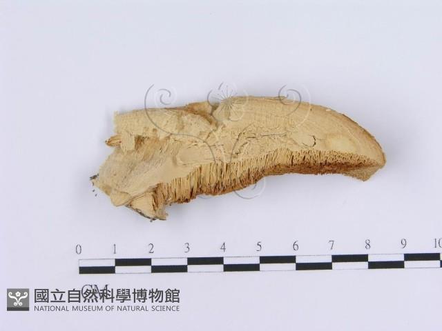 登錄號:F0007163藏品圖，第1張