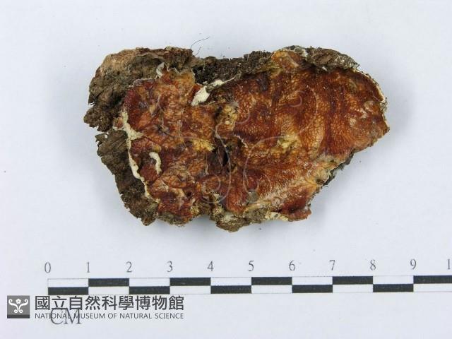 射脈菌屬藏品圖，第1張