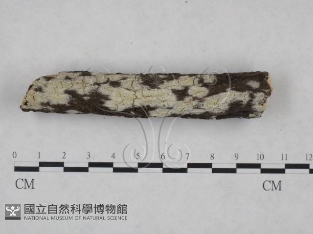 登錄號:F0025163藏品圖，第1張