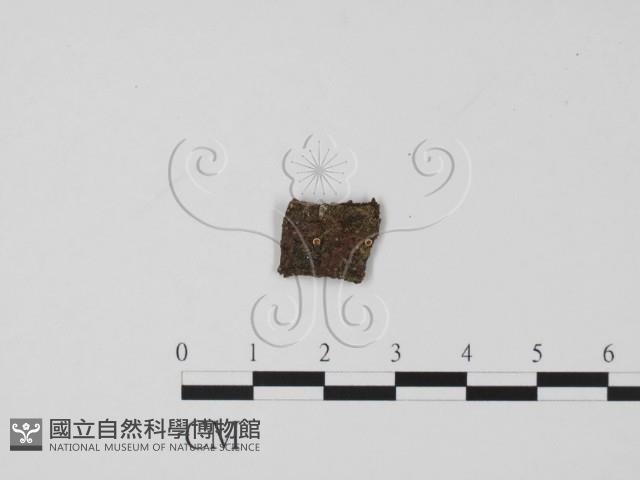 登錄號:F0005163藏品圖，第1張