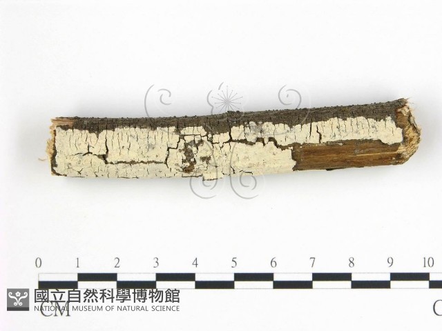 柱擔菌屬藏品圖，第1張