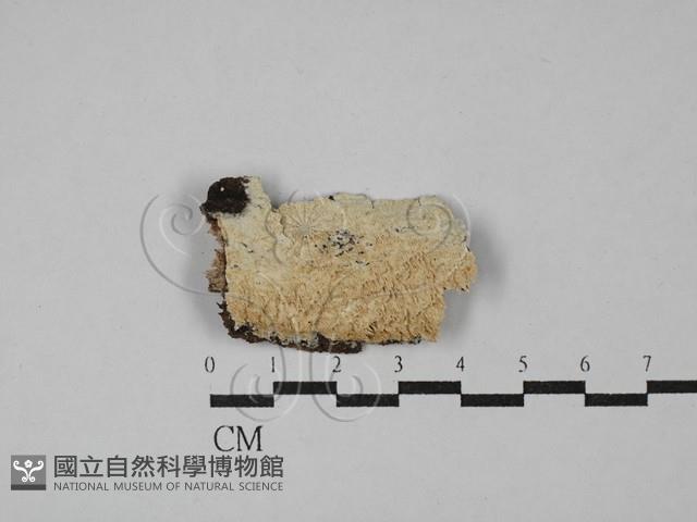 登錄號:F0029163藏品圖，第1張