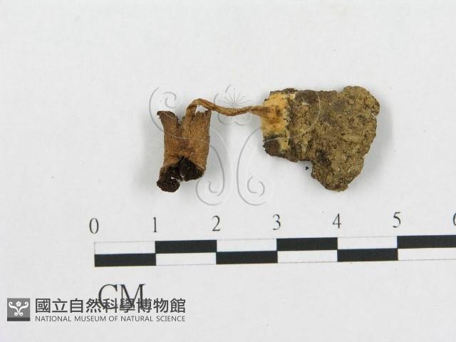 登錄號:F0019163藏品圖，第1張