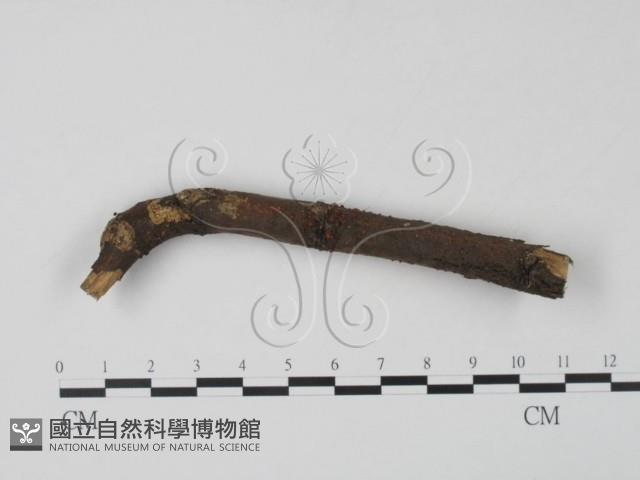 登錄號:F0003163藏品圖，第1張