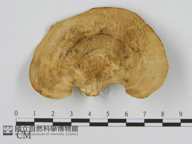 登錄號:F0008063藏品圖，第1張