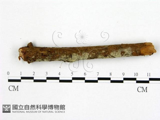 登錄號:F0020063藏品圖，第1張