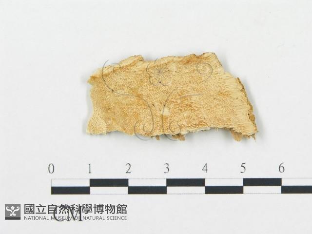 登錄號:F0006063藏品圖，第1張