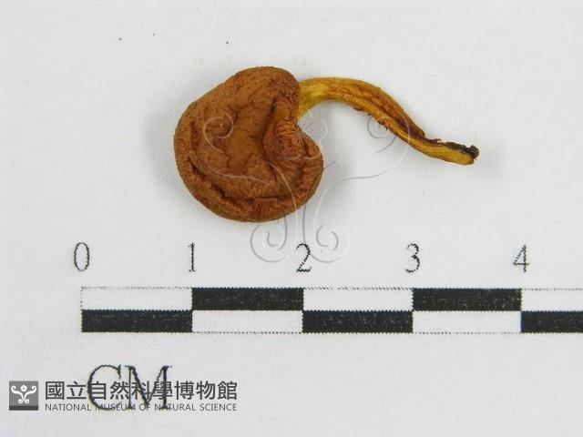 登錄號:F0016063藏品圖，第1張